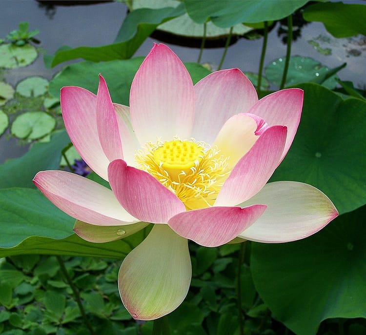 Growing Water Plants In Containers: May 2025 Monthly Meeting