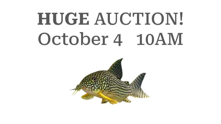 BAS October 2026 Fall Auction